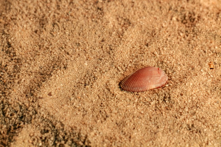Seashell on the sand, close-up, selective focusの写真素材
