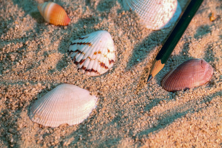 Seashells and a pencil on the sand at sunset.の写真素材