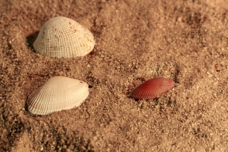 Seashells on the sand. Shallow depth of fieldの写真素材