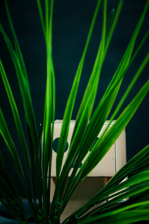 Green palm leaves in a white box on a dark blue background.の写真素材