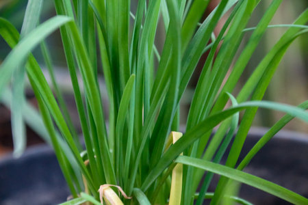 Close-up of fresh green spring onion plant growing in the gardenの写真素材