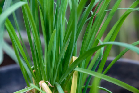 Close-up of fresh green spring onion plant growing in the garden
