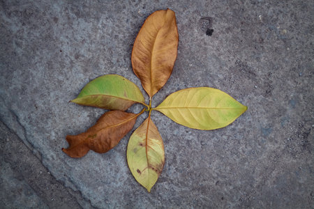 Leaves of a tree on the cement floor. Autumn background.の写真素材