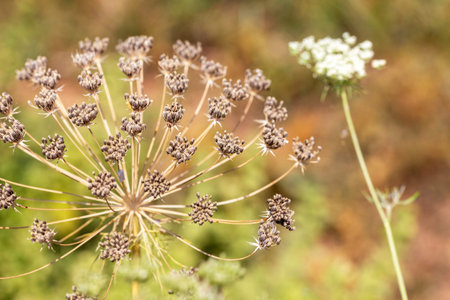 Close-up of the inflorescence of a dill plant.の写真素材