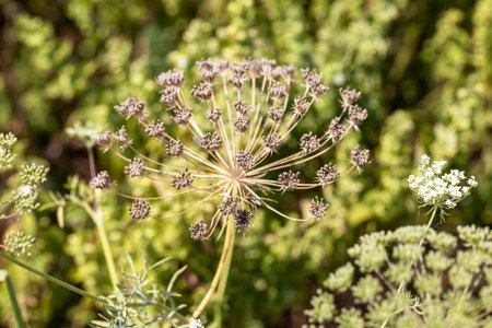 Close-up of a dill flower (Daucus carota)