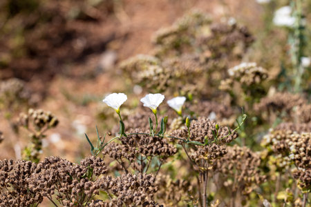 Close-up of white wildflowers on a meadow.