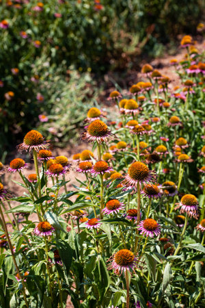 The Flower Is Echinacea With Pink Petals.の写真素材