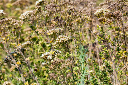 A closeup shot of dried flowers in the field under the sunlightの写真素材