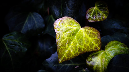 Green leaf with water drops for background