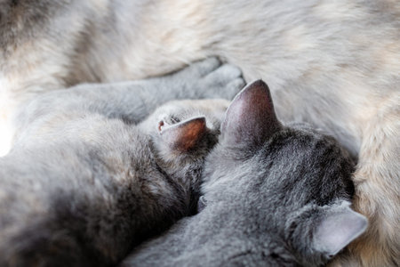 Concept of motherhood and care. Close-up pets photo.