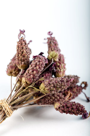 Bunch of Lavandula Stoechas flowersの写真素材