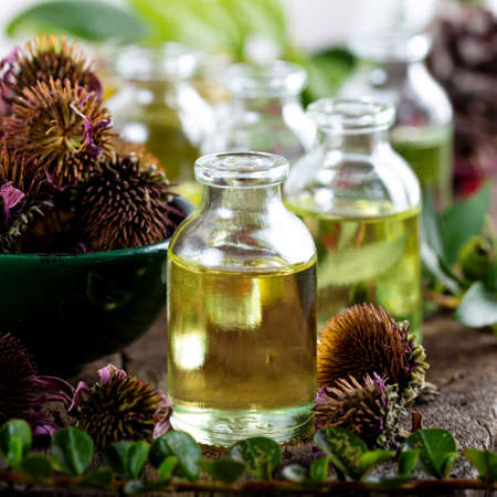 Echinacea purpurea essential oil with dried Echinacea flowers. Dried herbs with essential oils for aromatherapy treatment.の写真素材