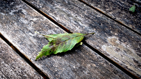 Autumn leaves fallen from the tree on a wooden table at forest.