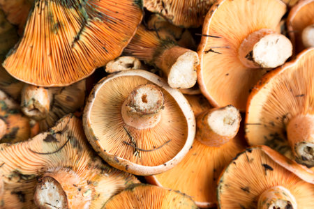 Fresh mushrooms. Background and texture.の写真素材
