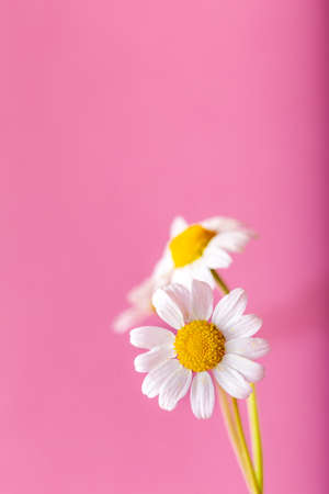 Fresh chamomiles front of the pink background. Background and texture.の写真素材