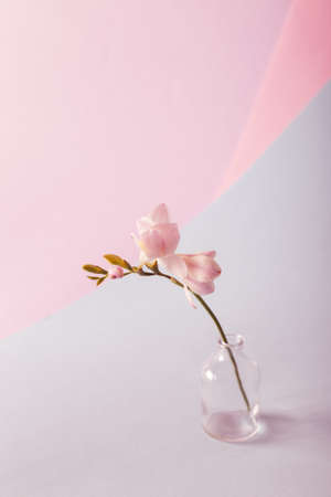 Pastel toned pink floral background. Pink spring flower in a glass vase.の写真素材