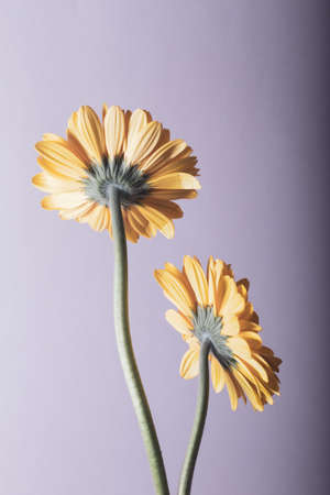 Yellow gerbera flowers from the back. Background and texture.の写真素材