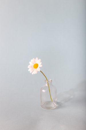A single white daisy in a small glass vase. Patel colors. Backgroun and texture.の写真素材