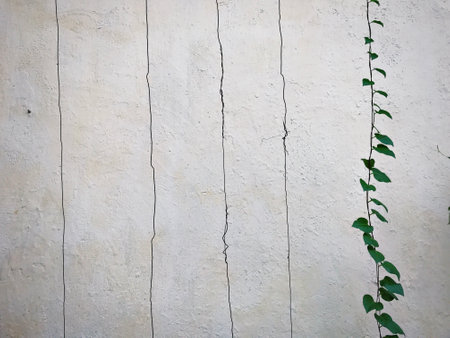 Vines in front of the wall. Background and texture.の写真素材