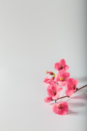 Plum blossoms on white background. Floral background.の写真素材