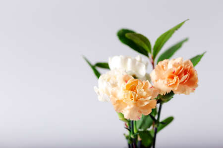 Orange and white carnations in glass vase on white background. Selective focus.の写真素材