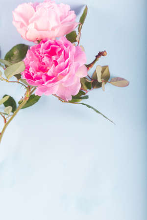 Pink double Alba rose Maiden's Blush flower on light blue background. Soft floral background. Close up.の写真素材