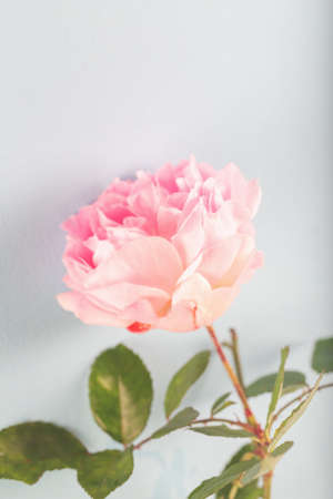 Pink double Alba rose Maiden's Blush flower on light green background. Soft floral background. Close up.の写真素材