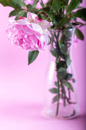 Pink double Alba rose Maiden's Blush flower on light pink background. Soft floral background. Close up.の写真素材