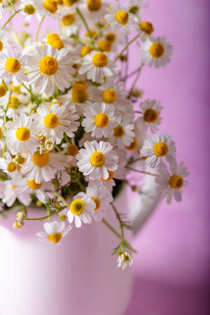 Fresh white daisies in a white vase on pink background. Selective focus. Floral background.の写真素材