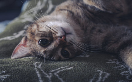 The tabby cat is resting in her blanket.の写真素材