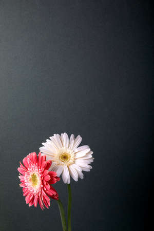 Two Gerberas (Daisies). Two colorful Gerbera Daisy blossoms.の写真素材