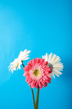Decorative bright gerbera flowers on a blue background for cards and congratulations on the holiday.の写真素材
