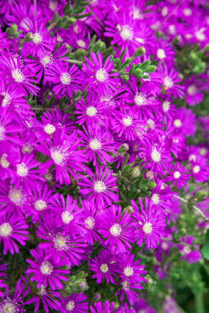 Beautiful cactus plant of the genus Delosperma bloomの写真素材