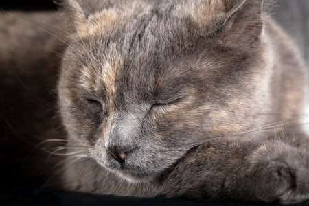 British shorthair cat with  gray smoky color fur sleeping napping on the table.の写真素材