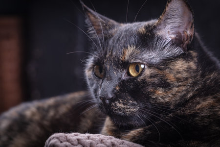 Tortoiseshell cat. Cute tortoiseshell cat sitting on the sofa.の写真素材