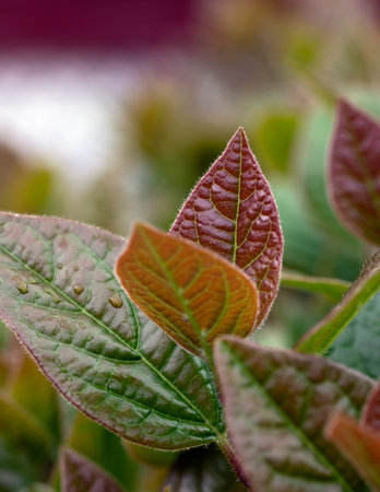 Cyathula prostrata or purple hookweed. colorful leaves are called Cyathula prostrata or purple...