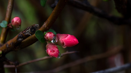 Flowering bush with edible fruits Japanese quince 'Sargentii' flowers (Chaenomeles japonica). Detail of pretty red flowers of a Japanese quince covered in raindrops.の写真素材