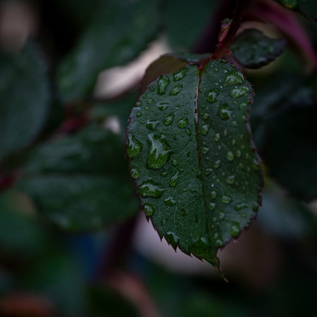 Rose leaf after the rain. Raindrops on a green leaf.の写真素材