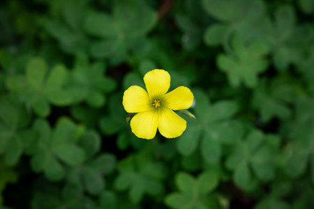 Bermuda buttercup: a species of Wood sorrels, its botanical name is Oxalis pes-caprae. Background and texture.の写真素材
