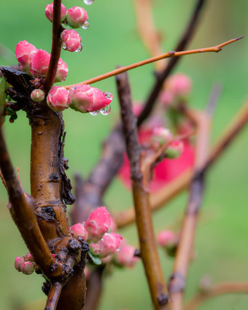 Cydonia or Chaenomeles japonica or Maule's quince. Detail of pretty red flowers of a Japanese quince covered in raindrops.の写真素材