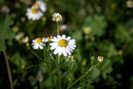 Chamomile (otherwise Matricaria chamomilla, chamomile stripped, Camila, blink, blush, maiden flower) in the meadow. Close-up of daisies in a meadow.の写真素材