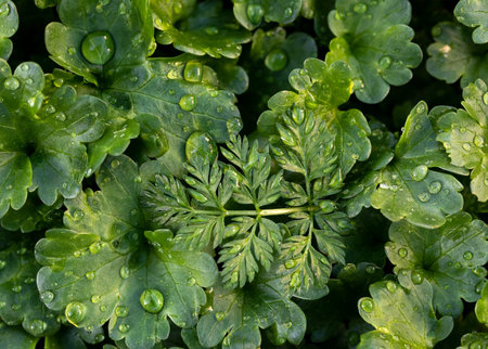 Creeping charlie's cute round leaves (Glechoma hederacea) with raindrops. Nature background.