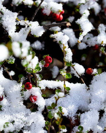 Pyracantha (Firethorn) Hedge and Berries. Red pyracantha berries are covered with snow in winter.の写真素材