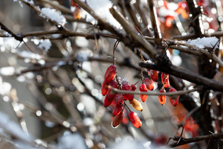 Branches of Berberis vulgaris in winter with red ripe berries. After thawing, a little snow and droplets of frozen water remain on the berries and branches.の写真素材