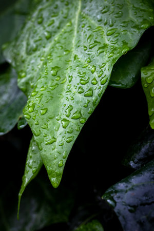 Raindrops on the green leaves. Wet green leaves on a rainy day. Shining raindrops on a green leaf.の写真素材