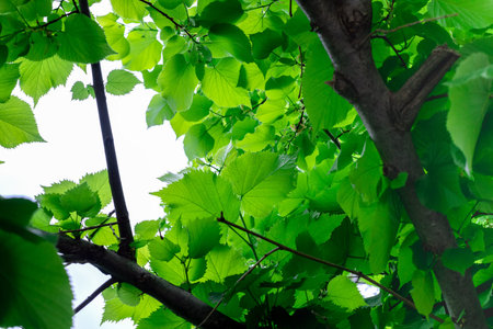 Green leaves on branches against sunlight. The fresh green foliage of linden tree glowing in the...