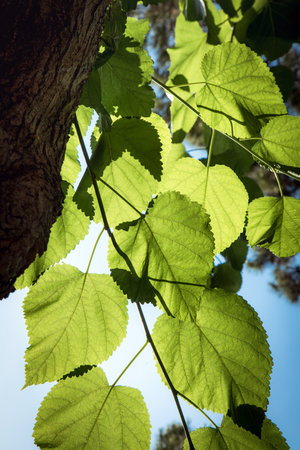 Leaves that stand out with the sunlight from behind. Background and texture.の写真素材