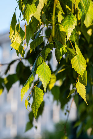 Young leaves of a silver birch tree  Betula pendula, in spring. Catkin and green leaves of birch tree.の写真素材