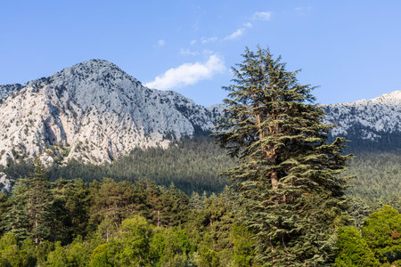 Rare and endangered Lebanese Cedar tree forest at the mountain. Antalya, Turkey.の写真素材