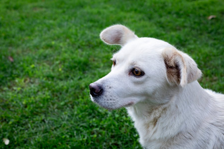 White dog in the garden with green grass background. close up